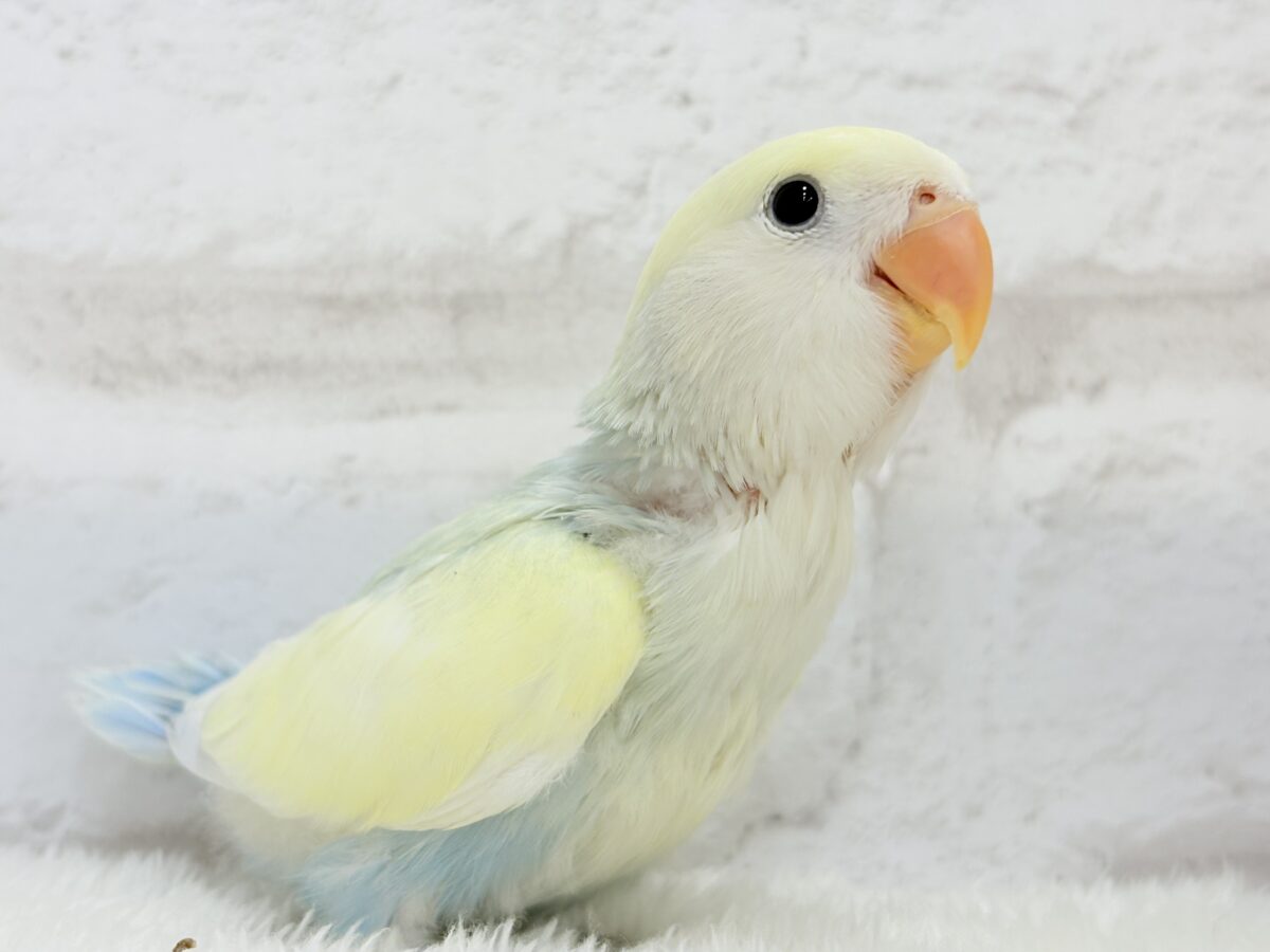 【最新画像更新🪄】レモンクリーム全部乗せ🐣🧁コザクラインコ(ブルーチェリーオパーリンパイド) ヒナ コザクラインコ(小桜インコ)