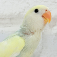 【最新画像更新🪄】レモンクリーム全部乗せ🐣🧁コザクラインコ(ブルーチェリーオパーリンパイド) ヒナ