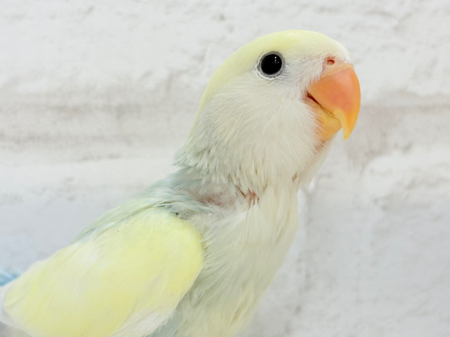 【最新画像更新🪄】レモンクリーム全部乗せ🐣🧁コザクラインコ(ブルーチェリーオパーリンパイド) ヒナ 【最新画像更新🪄】レモンクリーム全部乗せ🐣🧁コザクラインコ(ブルーチェリーオパーリンパイド) ヒナ