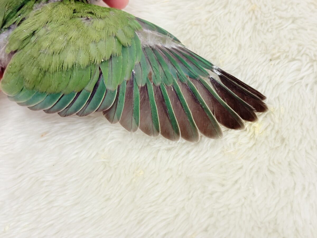 【最新画像更新】うるきゅるのおめめがたまらん♡♡コザクラインコ(ノーマル) ヒナ コザクラインコ(小桜インコ)