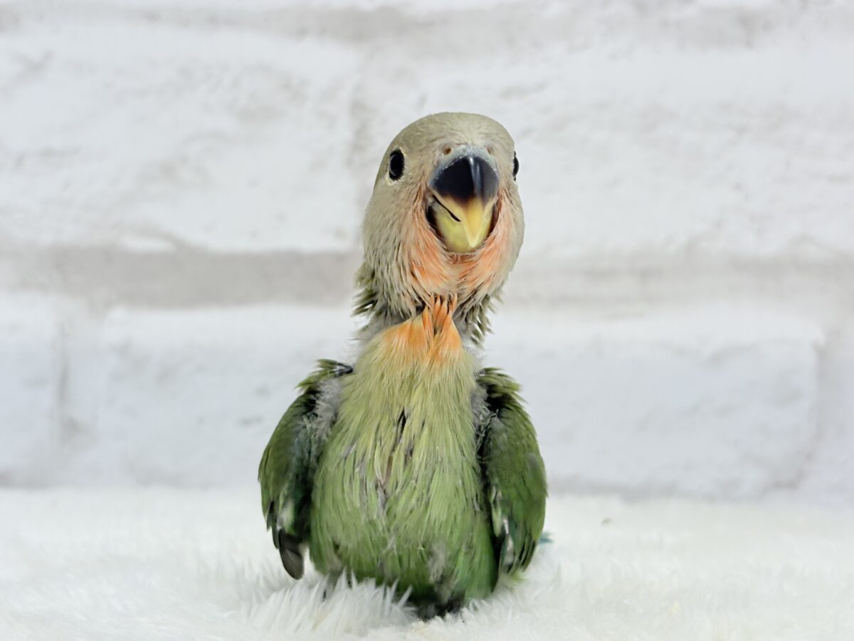 コザクラインコ（小桜インコ）