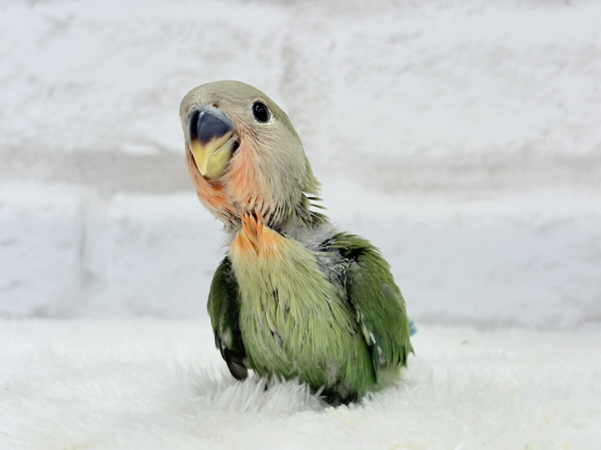 【最新画像更新】うるきゅるのおめめがたまらん♡♡コザクラインコ(ノーマル) ヒナ コザクラインコ(小桜インコ)