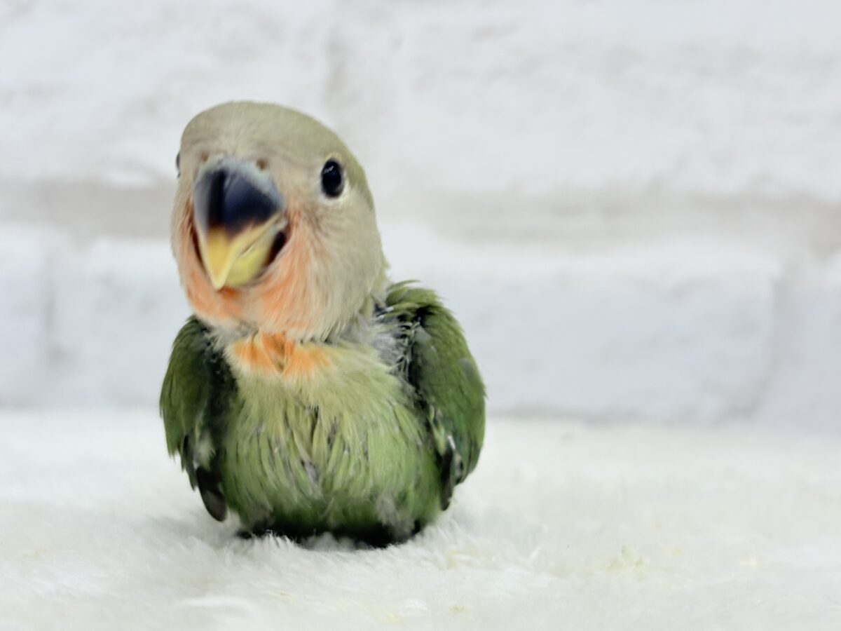 【最新画像更新】うるきゅるのおめめがたまらん♡♡コザクラインコ(ノーマル) ヒナ コザクラインコ(小桜インコ)