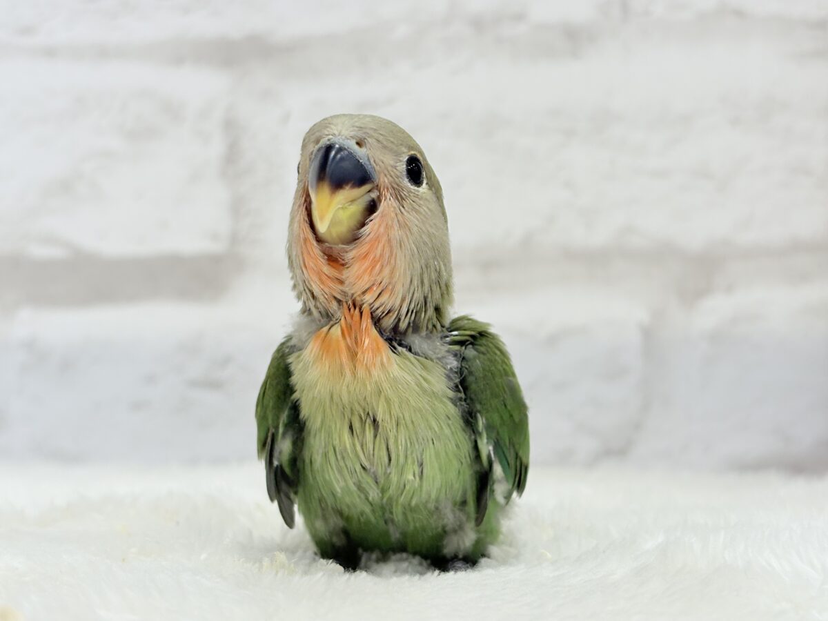 【最新画像更新】うるきゅるのおめめがたまらん♡♡コザクラインコ(ノーマル) ヒナ コザクラインコ(小桜インコ)