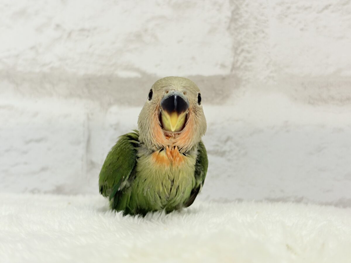 コザクラインコ（小桜インコ）