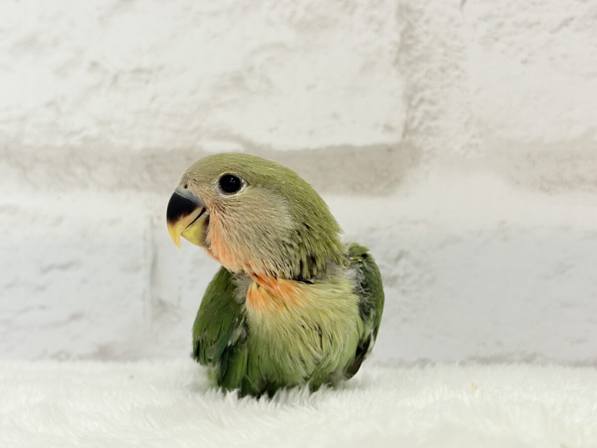 コザクラインコ（小桜インコ）