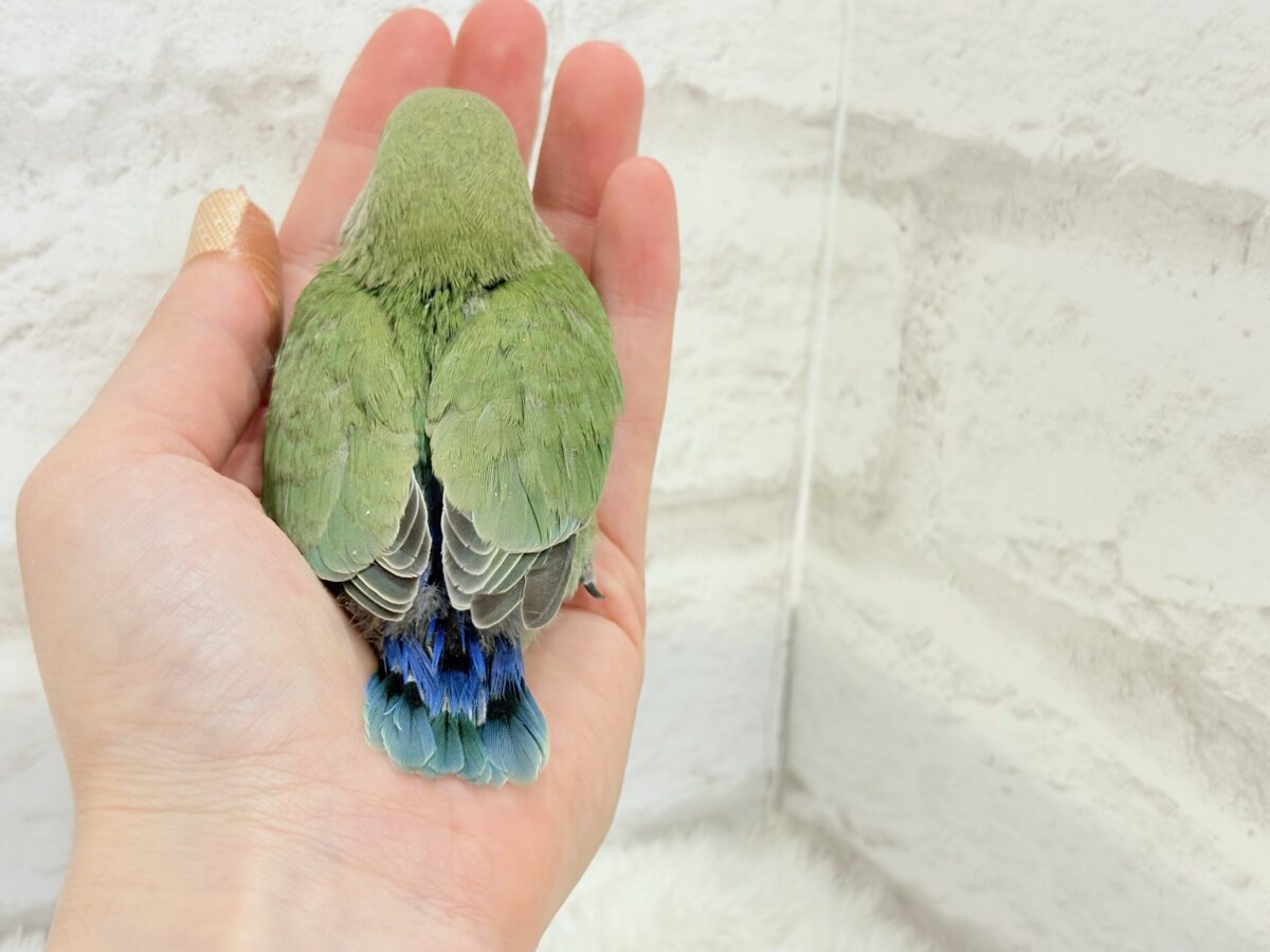 コザクラインコ（小桜インコ）