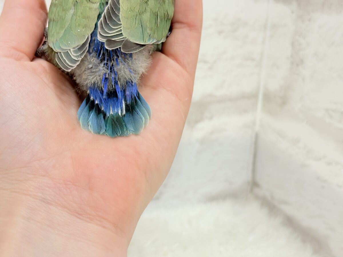 コザクラインコ（小桜インコ）