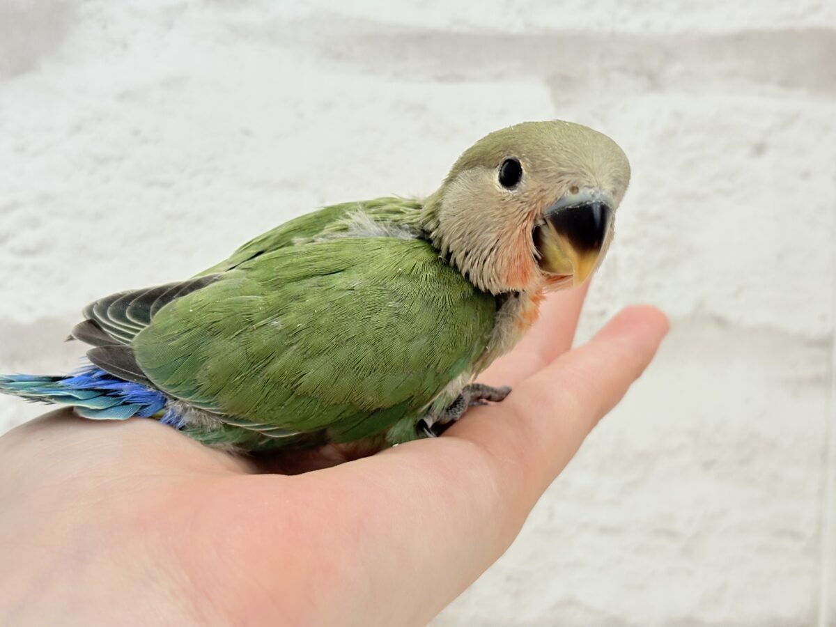 【最新画像更新】うるきゅるのおめめがたまらん♡♡コザクラインコ(ノーマル) ヒナ コザクラインコ(小桜インコ)