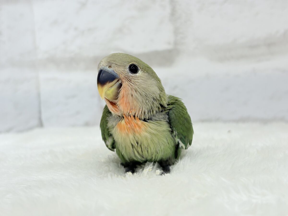 最新画像更新】うるきゅるのおめめがたまらん♡♡コザクラインコ