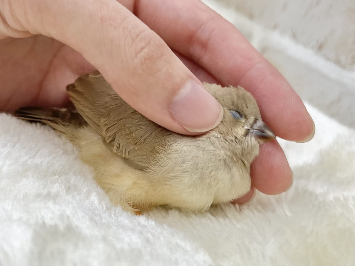 ジャンボキンカチョウ