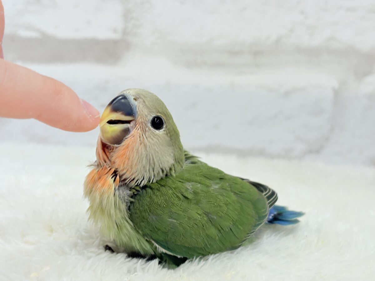 コザクラインコ（小桜インコ）