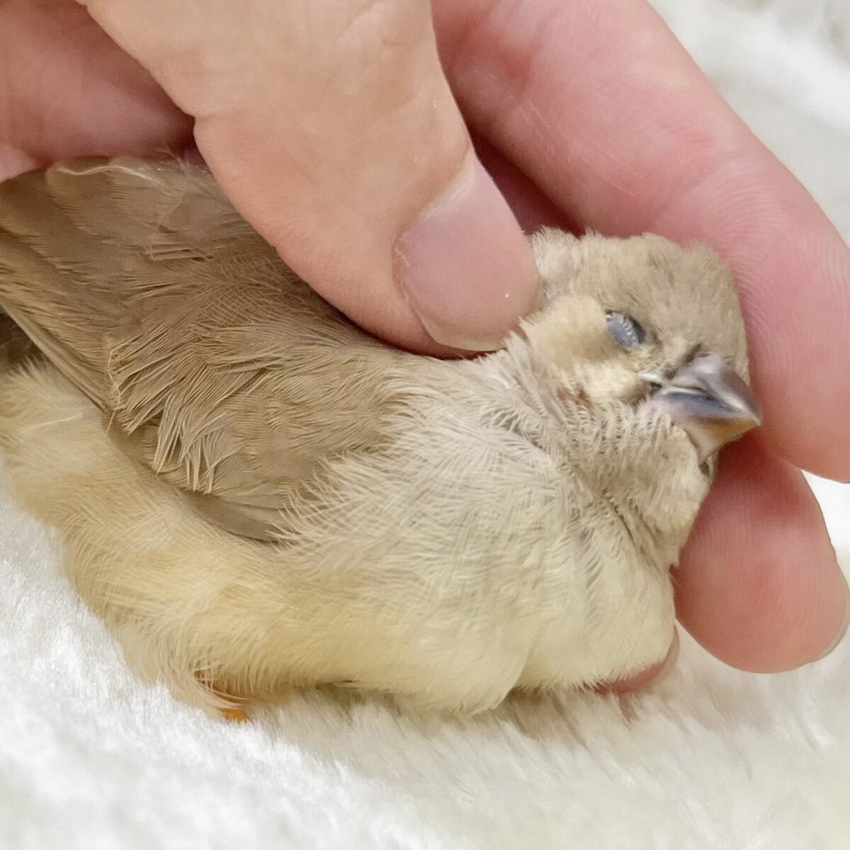 まんまるモコモコ妖精さん🧚💗　ジャンボキンカチョウ（フォーン）
