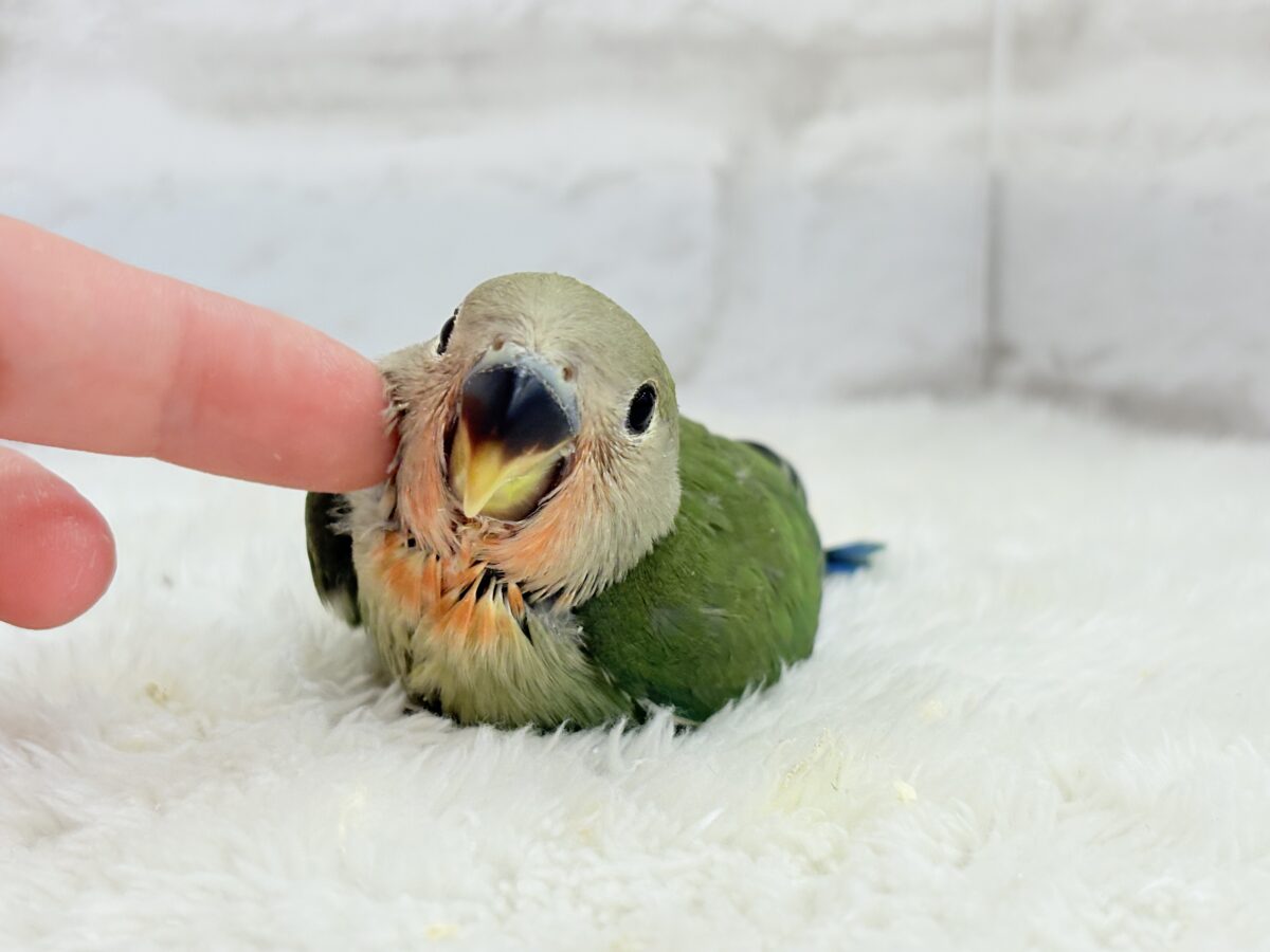 コザクラインコ（小桜インコ）