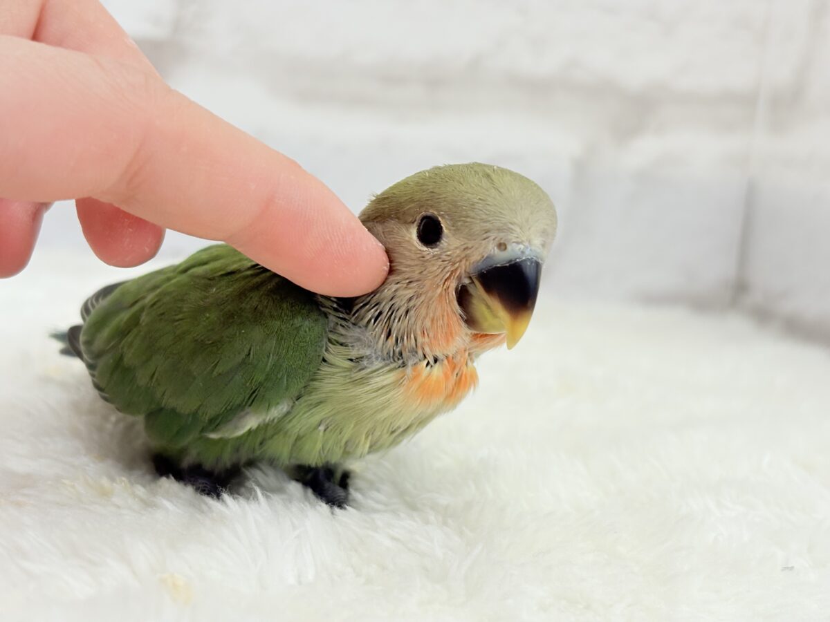 【最新画像更新】うるきゅるのおめめがたまらん♡♡コザクラインコ(ノーマル) ヒナ コザクラインコ(小桜インコ)