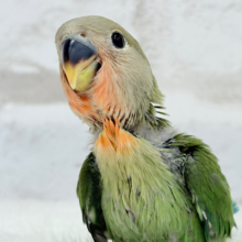 【最新画像更新】うるきゅるのおめめがたまらん♡♡コザクラインコ(ノーマル) ヒナ