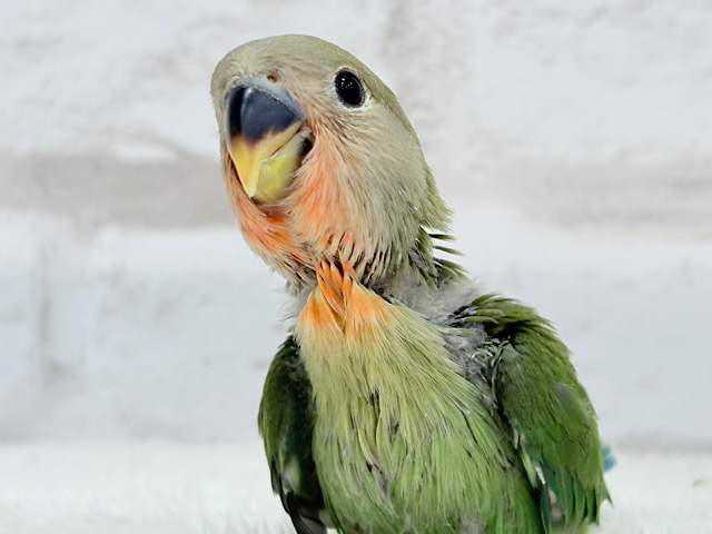 【最新画像更新】うるきゅるのおめめがたまらん♡♡コザクラインコ(ノーマル) ヒナ 【最新画像更新】うるきゅるのおめめがたまらん♡♡コザクラインコ(ノーマル) ヒナ