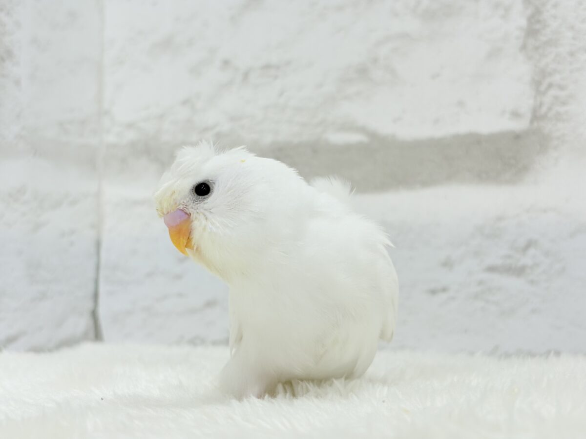 梵天セキセイインコ