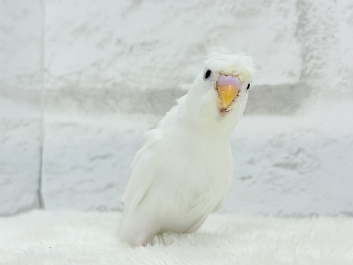 梵天セキセイインコ
