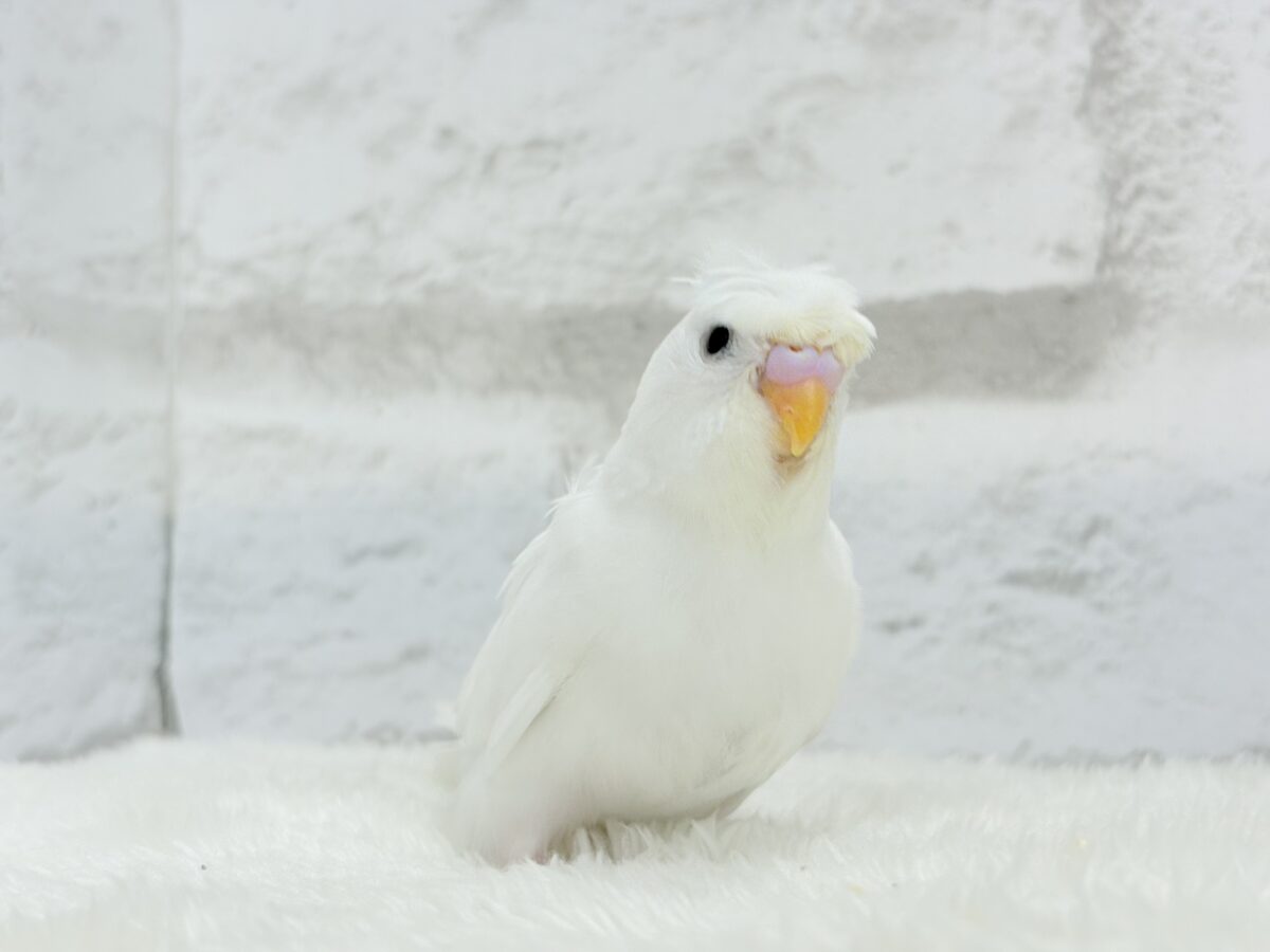 梵天セキセイインコ