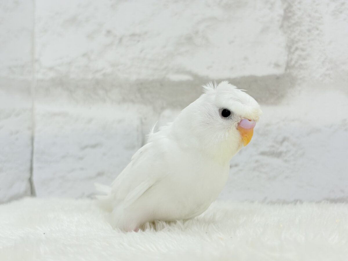 梵天セキセイインコ