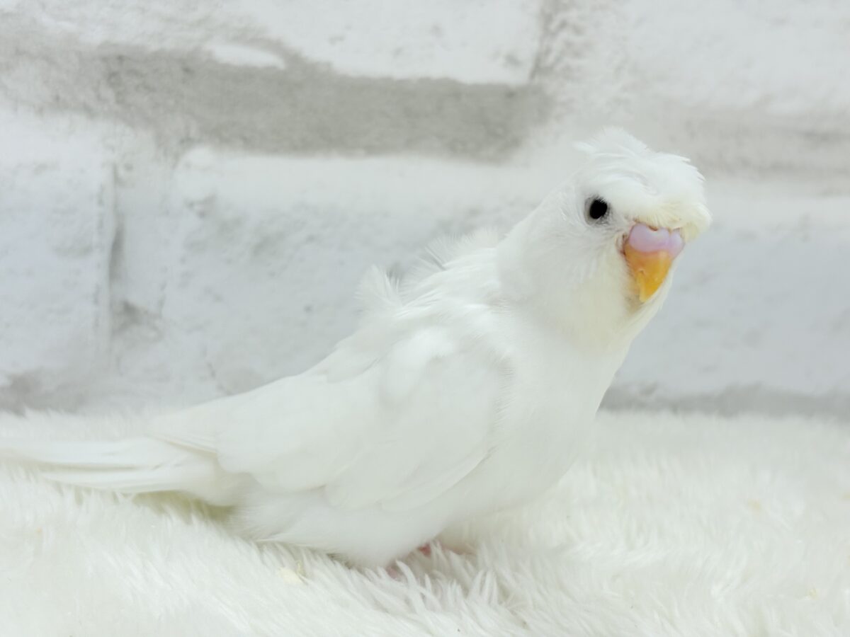 梵天セキセイインコ