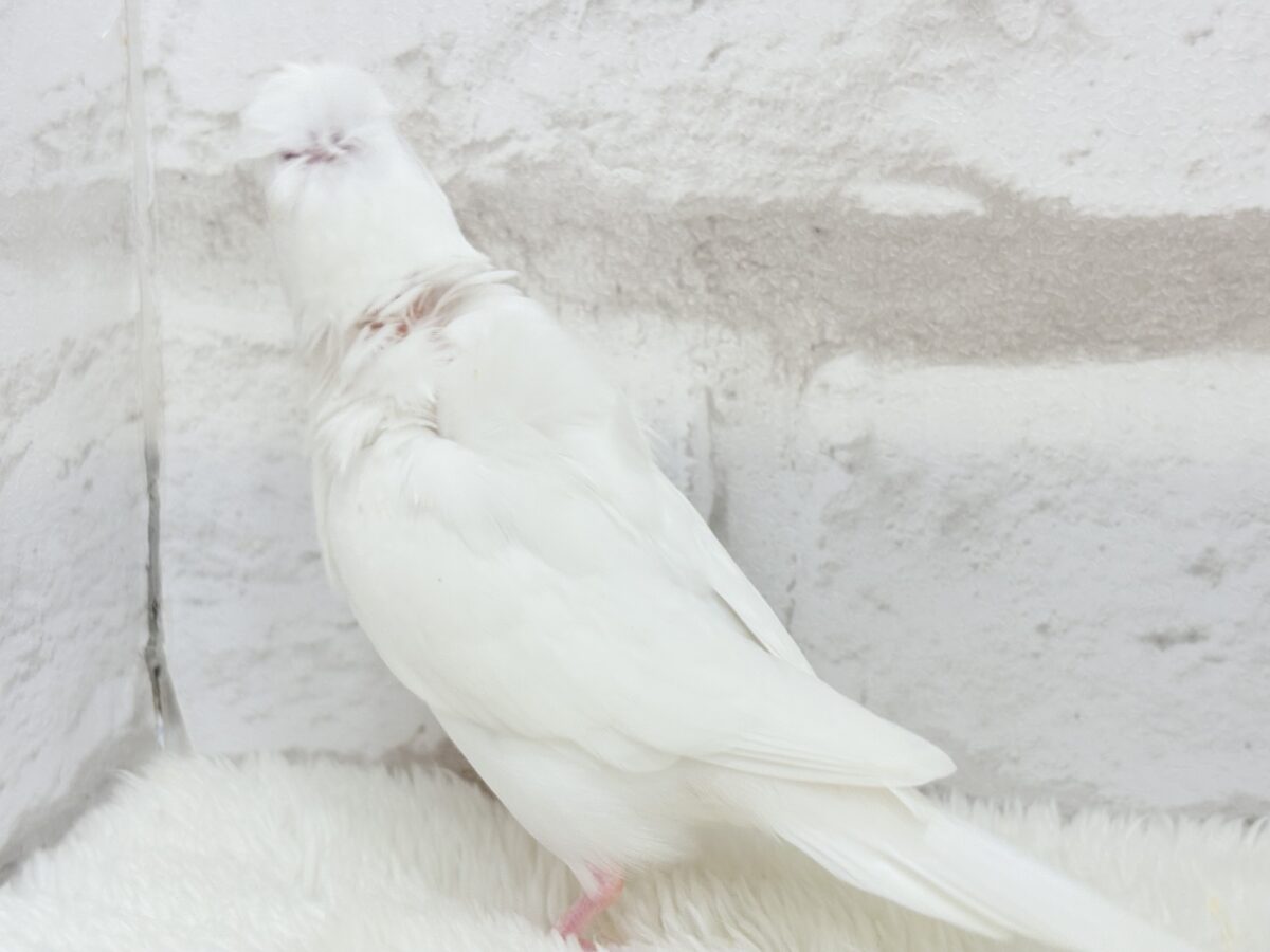 梵天セキセイインコ