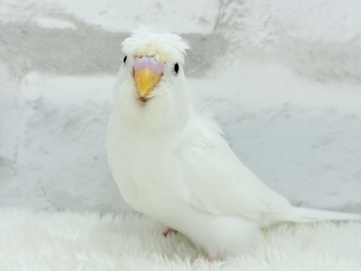 最新画像更新🪄】ボサっと寝癖の可愛い天使🐣🤍梵天セキセイインコ