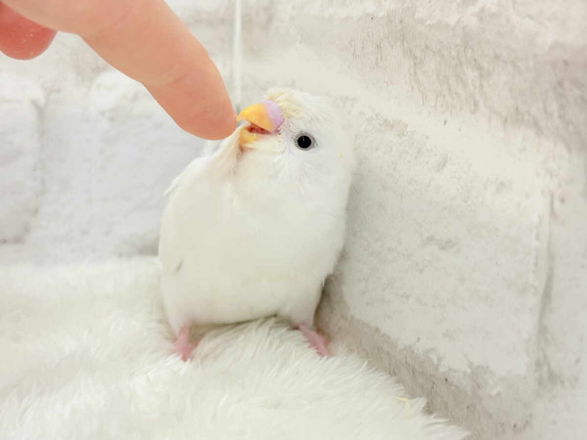 梵天セキセイインコ