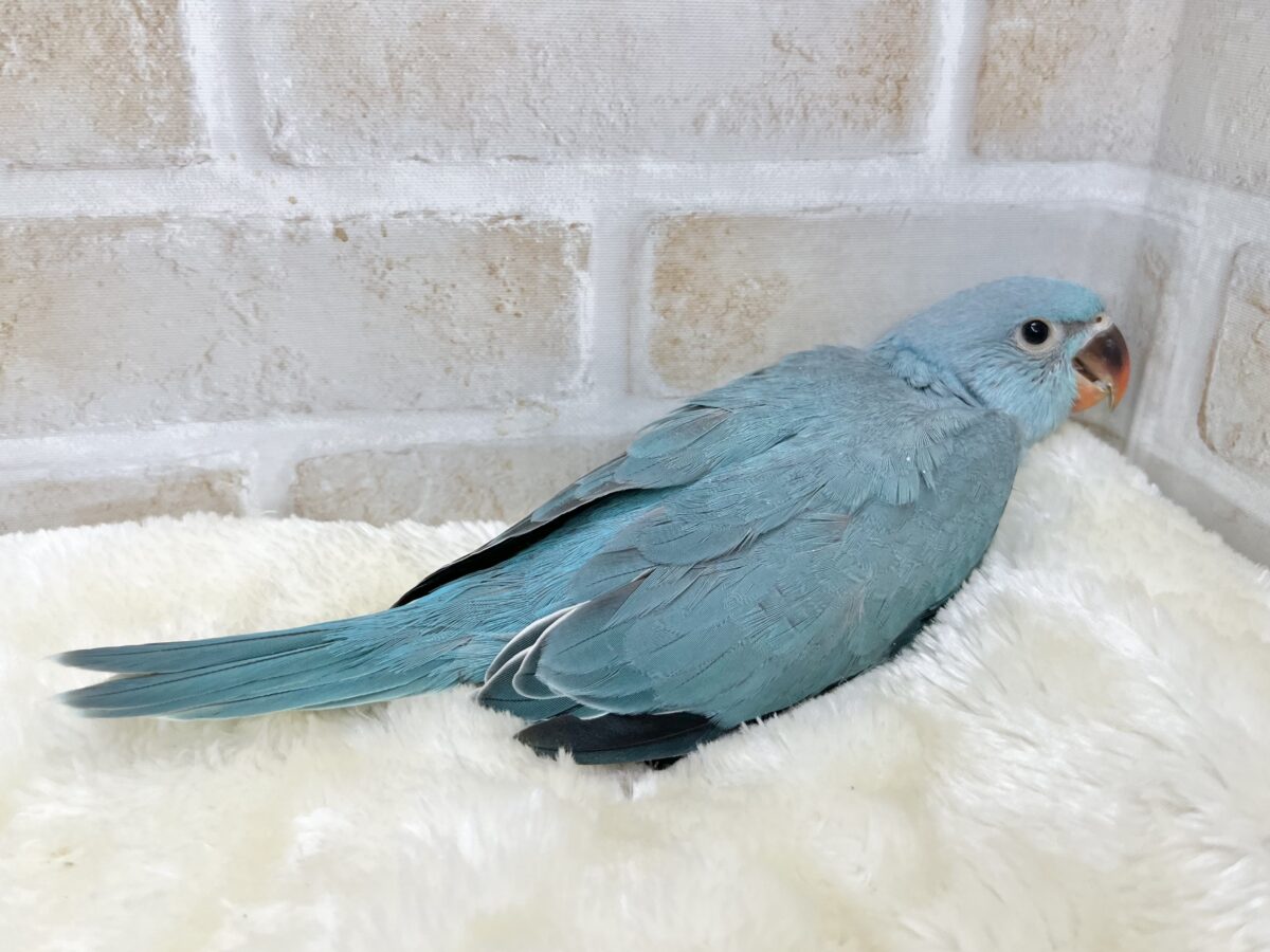 ワカケホンセイインコ（月の輪インコ）