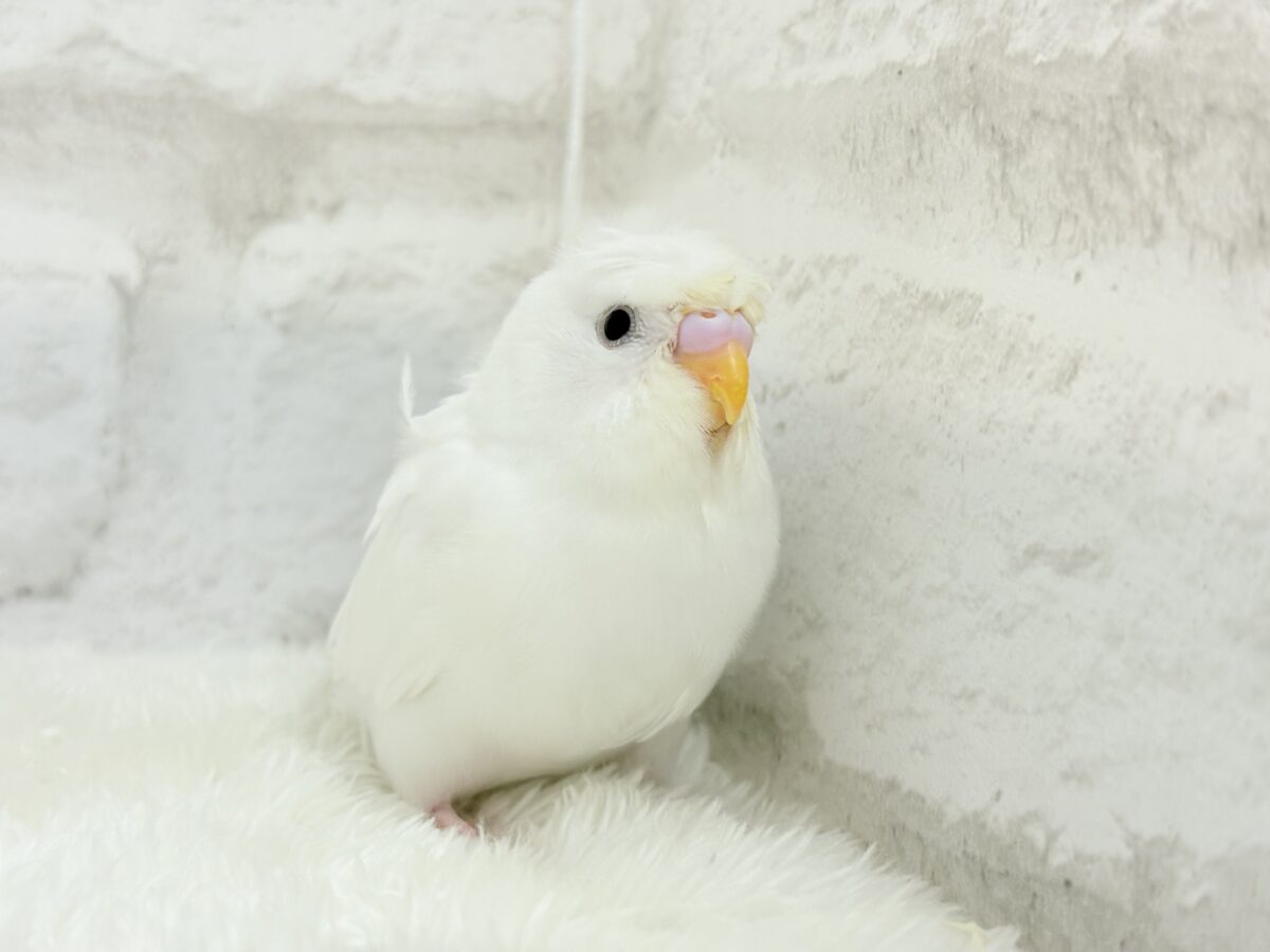 梵天セキセイインコ
