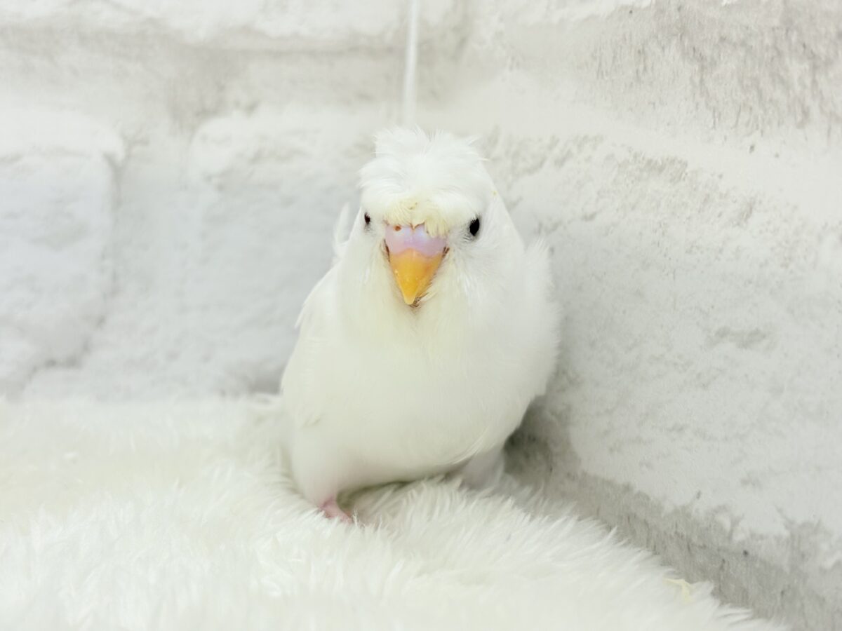 梵天セキセイインコ