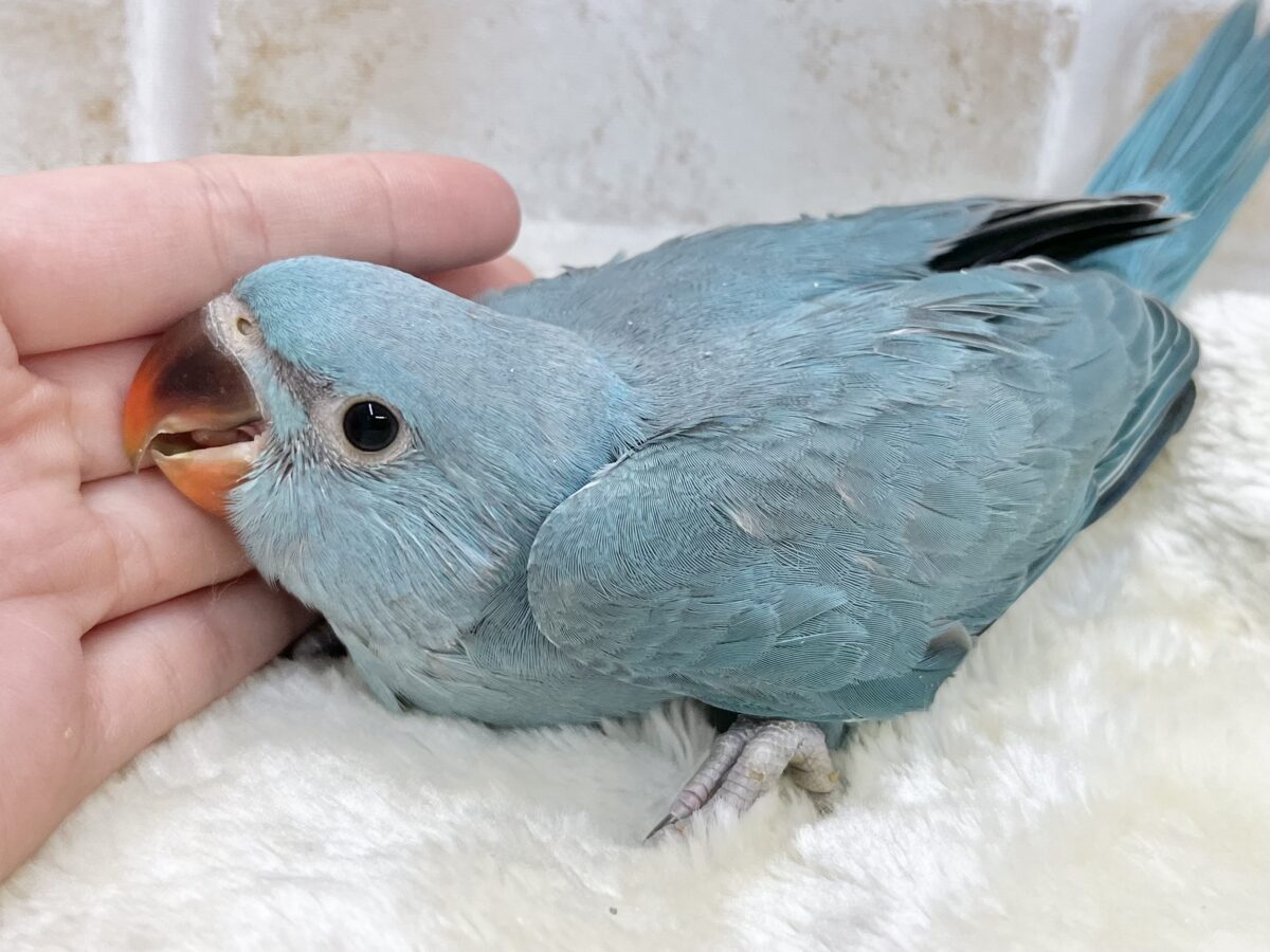 ワカケホンセイインコ（月の輪インコ）