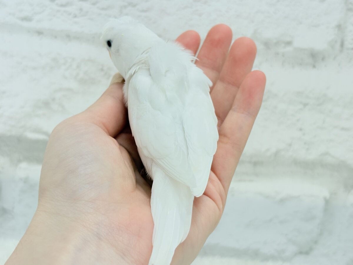 梵天セキセイインコ