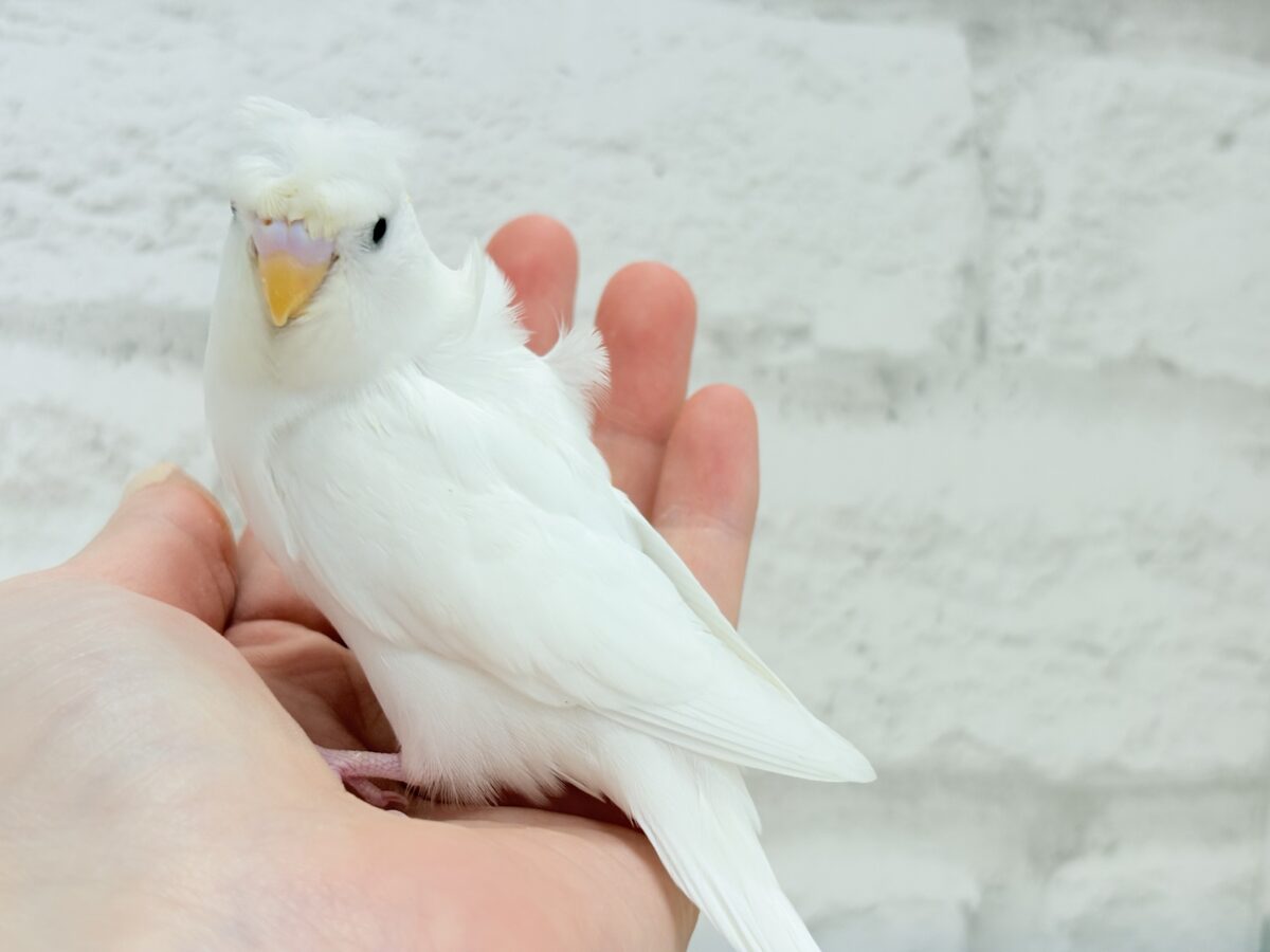 梵天セキセイインコ
