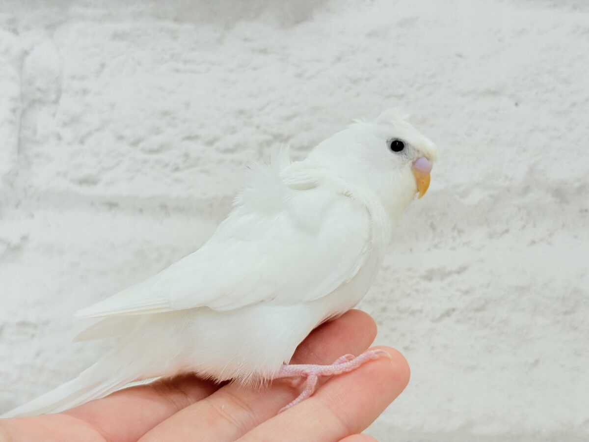 梵天セキセイインコ