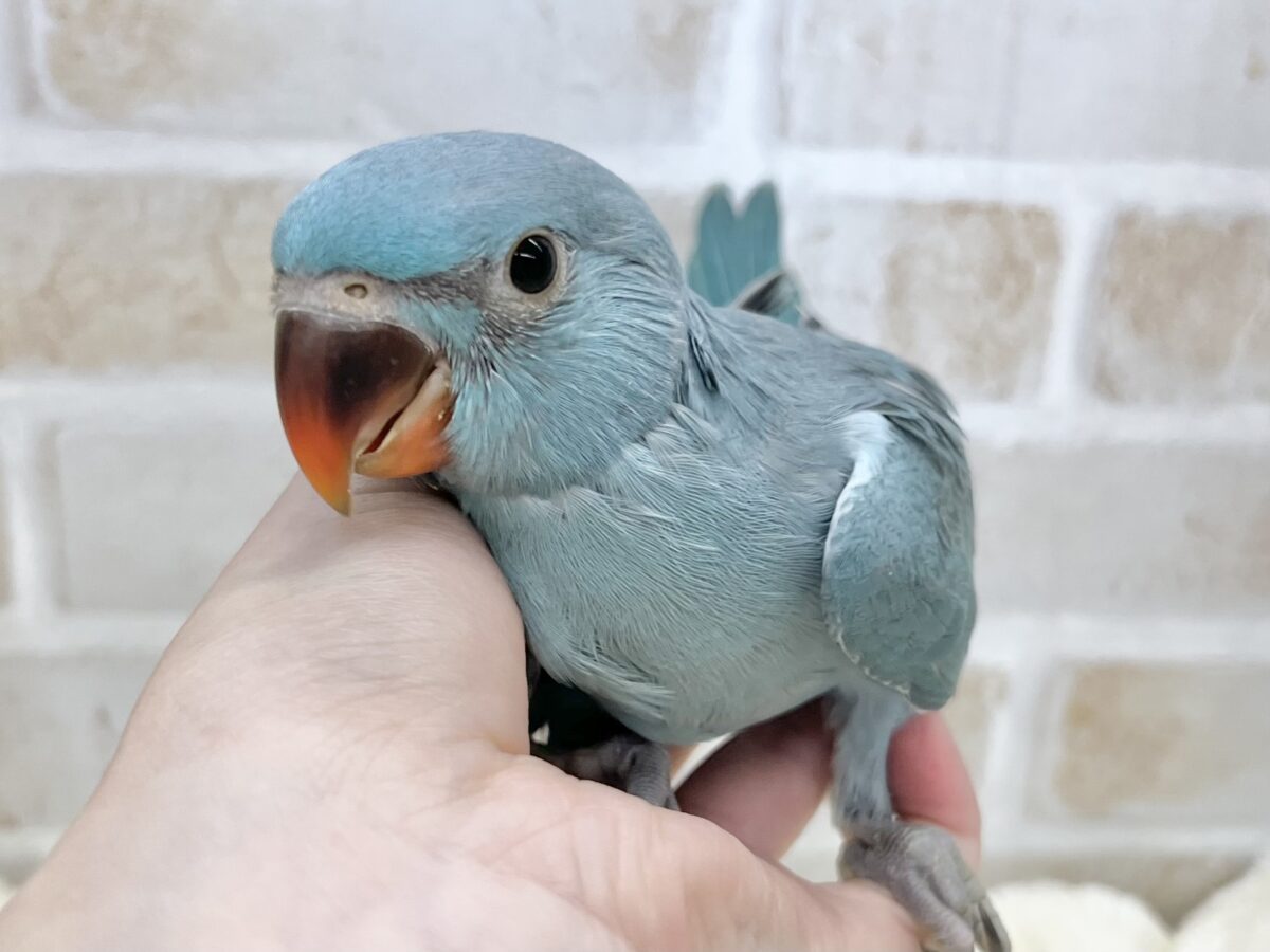 ワカケホンセイインコ（月の輪インコ）