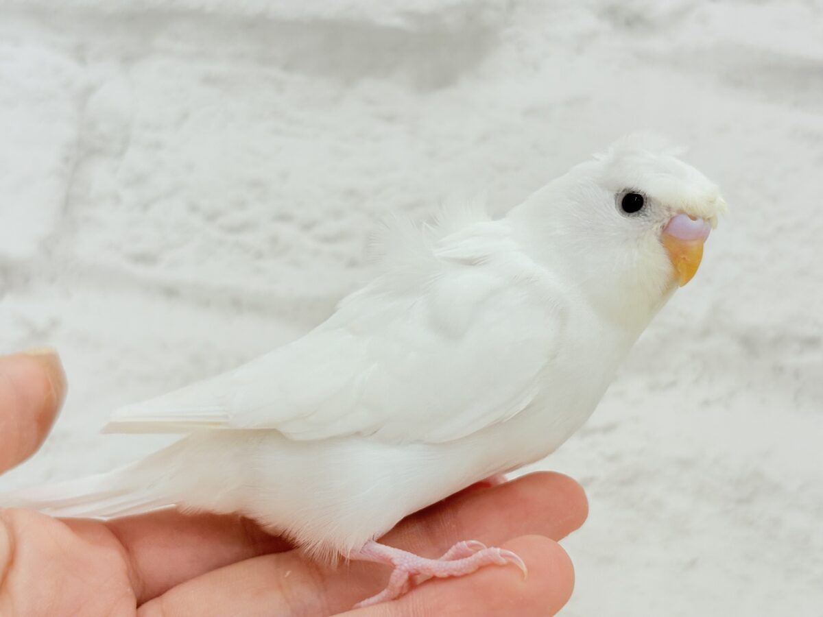 梵天セキセイインコ