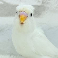 【最新画像更新🪄】ボサっと寝癖の可愛い天使🐣🤍梵天セキセイインコ(ダブルファクター) ヒナ
