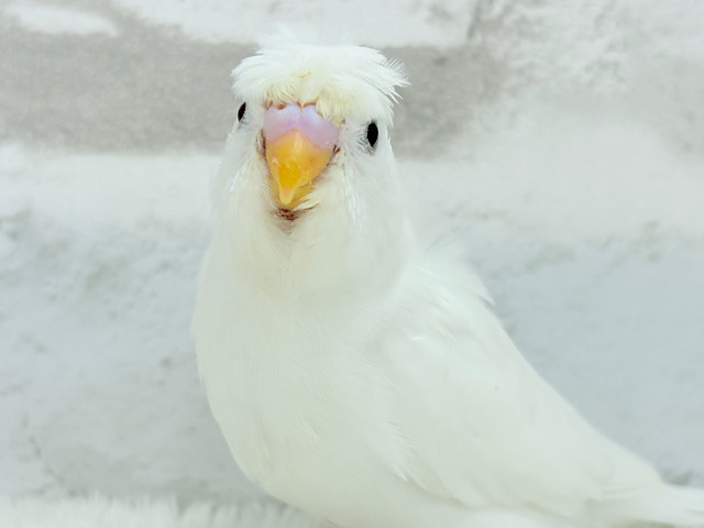 【最新画像更新🪄】ボサっと寝癖の可愛い天使🐣🤍梵天セキセイインコ(ダブルファクター) ヒナ