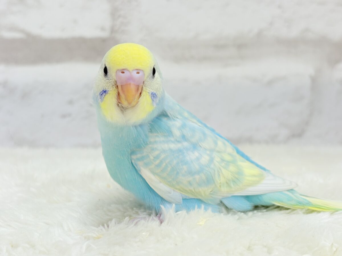 【最新画像・動画更新🪄ひとり餌になりました☆】しゅわっと爽やかソーダちゃん🐣🍾セキセイインコ(パステルレインボー) ヒナ セキセイインコ