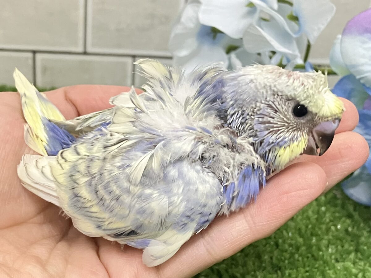 羽衣セキセイインコ