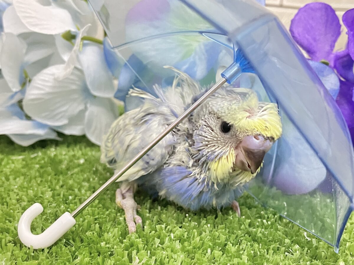 羽衣セキセイインコ