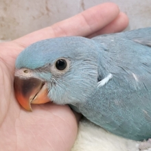 目指せおしゃべりバード🦜🩵✨　ワカケホンセイインコ（ブルー）