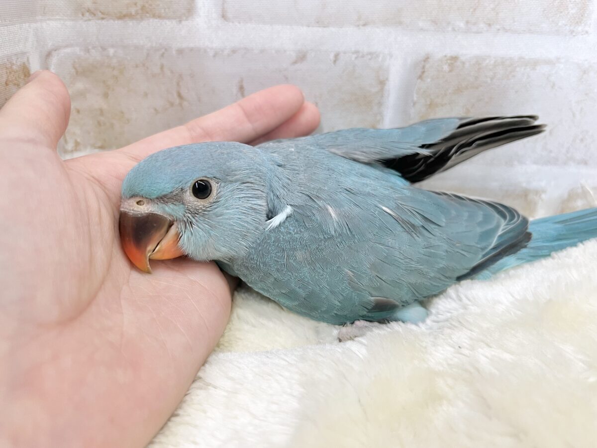 🆙最新画像あり‼️】目指せおしゃべりバード🦜🩵✨ ワカケホンセイ