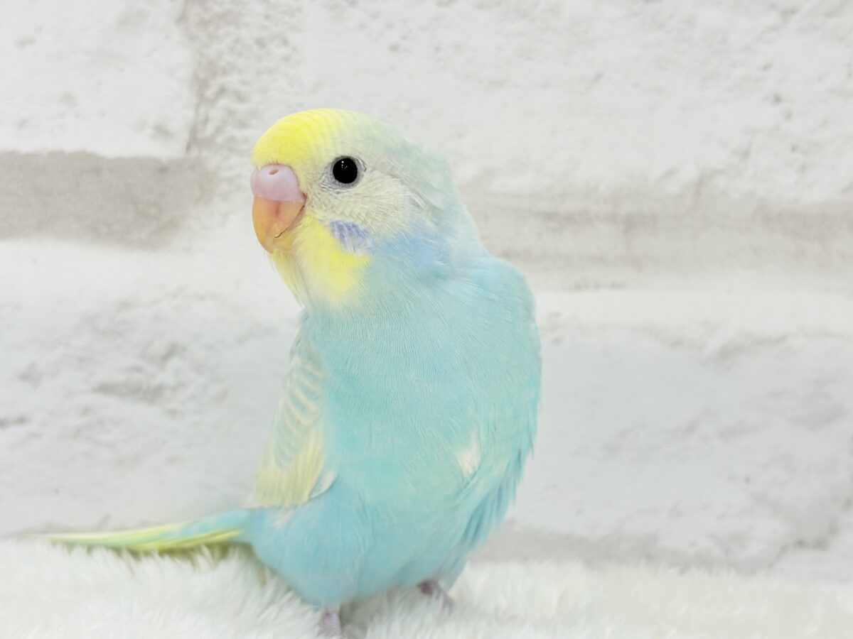 【最新画像・動画更新🪄ひとり餌になりました☆】しゅわっと爽やかソーダちゃん🐣🍾セキセイインコ(パステルレインボー) ヒナ セキセイインコ