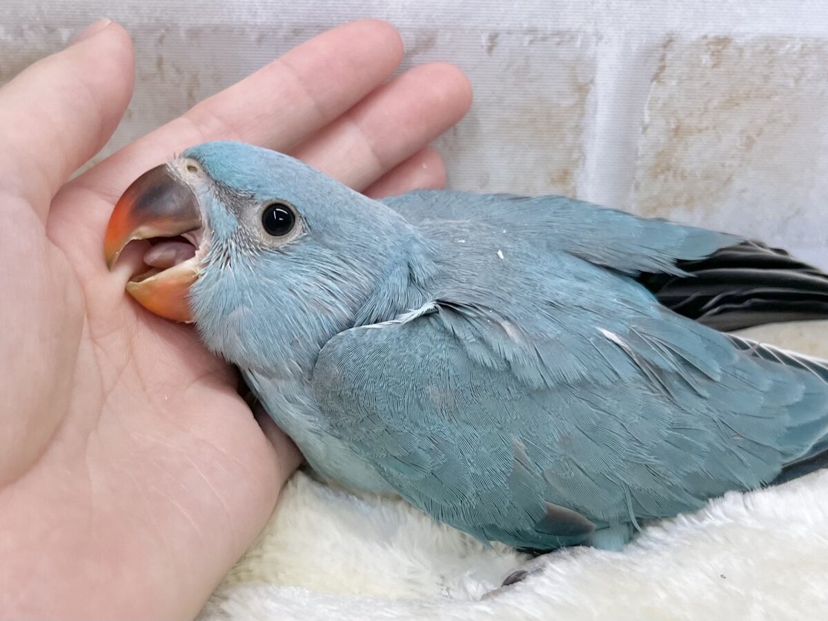ワカケホンセイインコ（月の輪インコ）