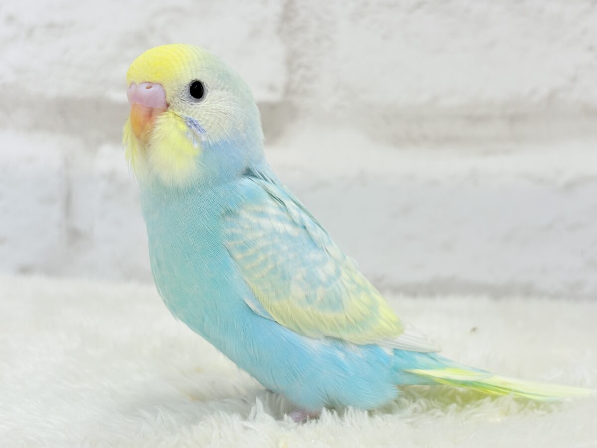 【最新画像・動画更新🪄ひとり餌になりました☆】しゅわっと爽やかソーダちゃん🐣🍾セキセイインコ(パステルレインボー) ヒナ セキセイインコ