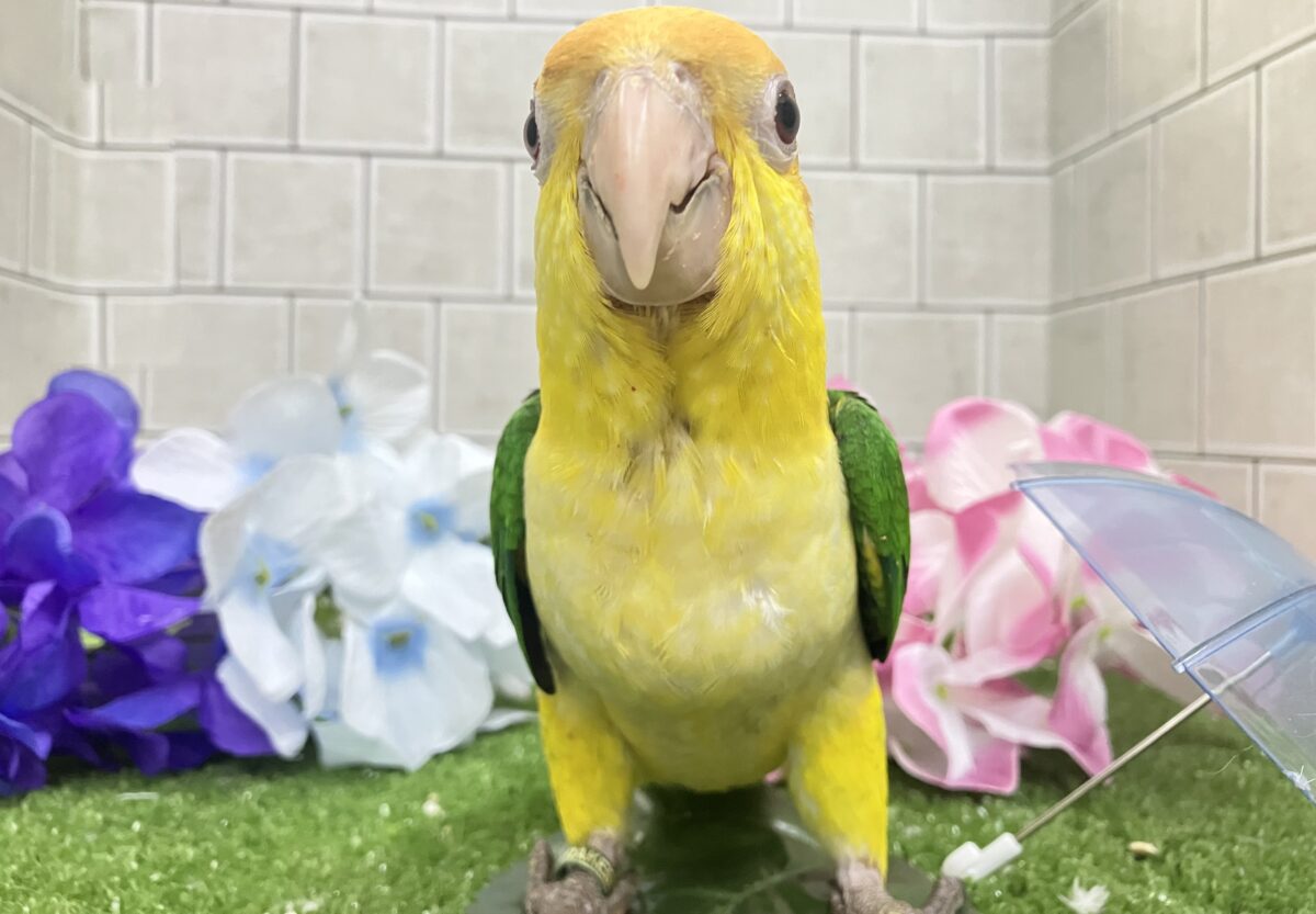 シロハラインコ