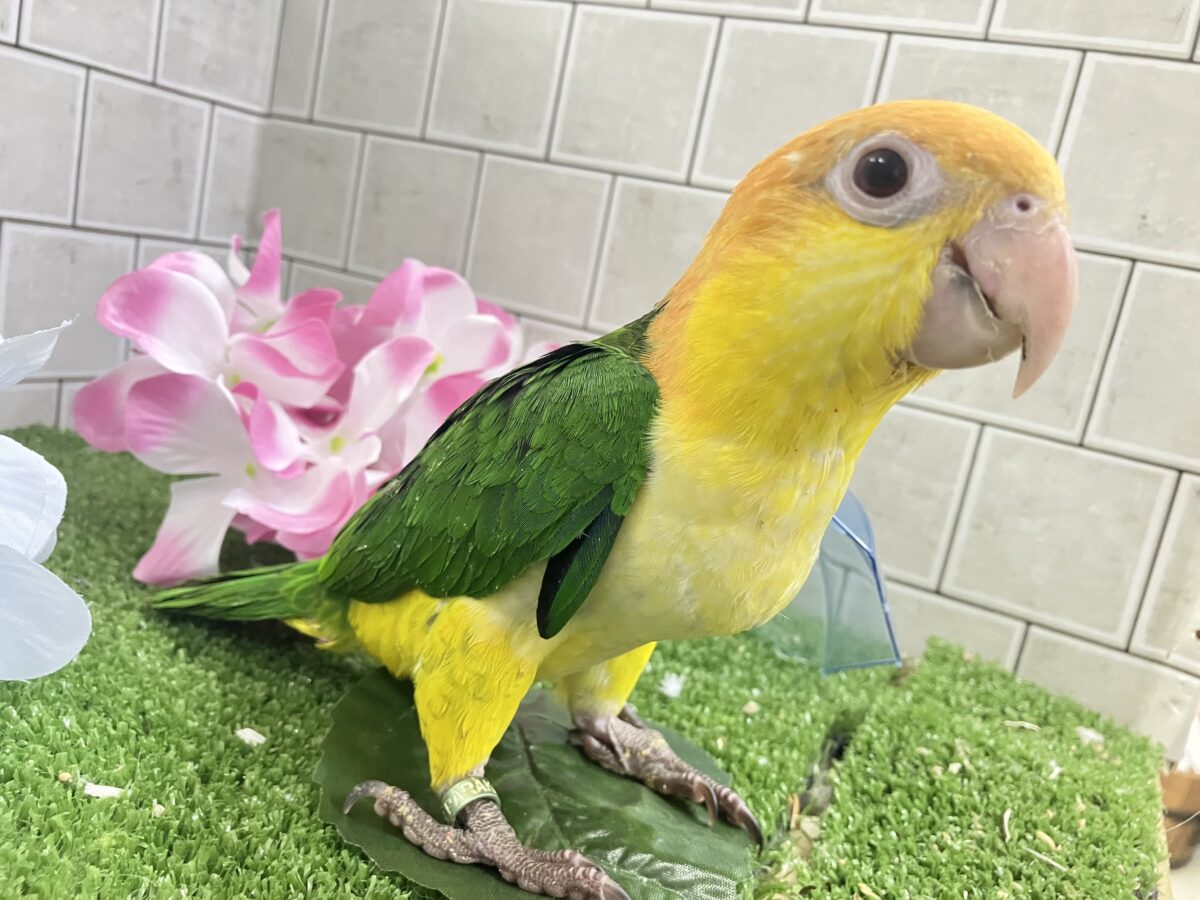 ✨最新画像更新✨食後は旅人🗾ツツウラウラ🚶🏽♂️💨シロハラインコ(2026年3月生まれ) シロハラインコ